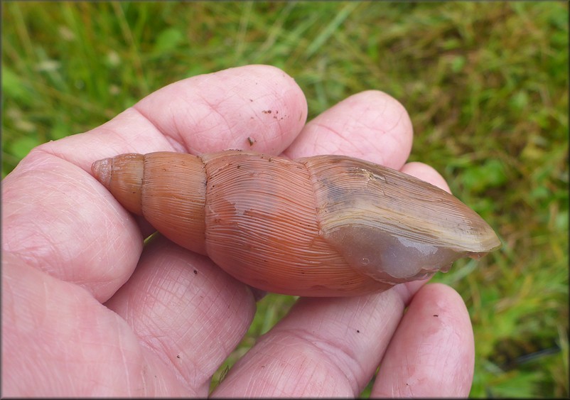 Euglandina rosea (Férussac, 1821) Rosy Wolfsnail In Situ