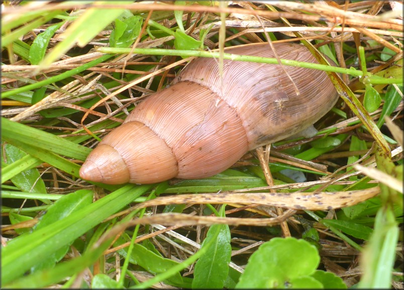 Euglandina rosea (Férussac, 1821) Rosy Wolfsnail In Situ