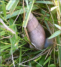 Euglandina rosea (Frussac, 1821) Rosy Wolfsnail In Situ