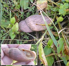 Euglandina rosea (Frussac, 1821) Rosy Wolfsnail In Situ