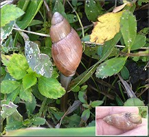 Euglandina rosea (Frussac, 1821) Juvenile In Situ