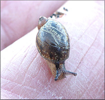 Succinea unicolor Tryon, 1866 Squatty Ambersnail