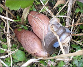 Euglandina rosea (Frussac, 1821) Mating In Situ