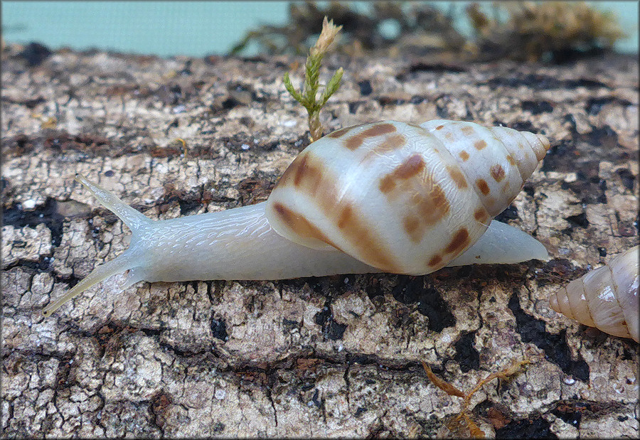 Drymaeus dormani (W. G. Binney, 1857) Manatee Treesnail