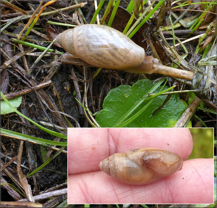 Euglandina rosea (Frussac, 1821) Juvenile In Situ