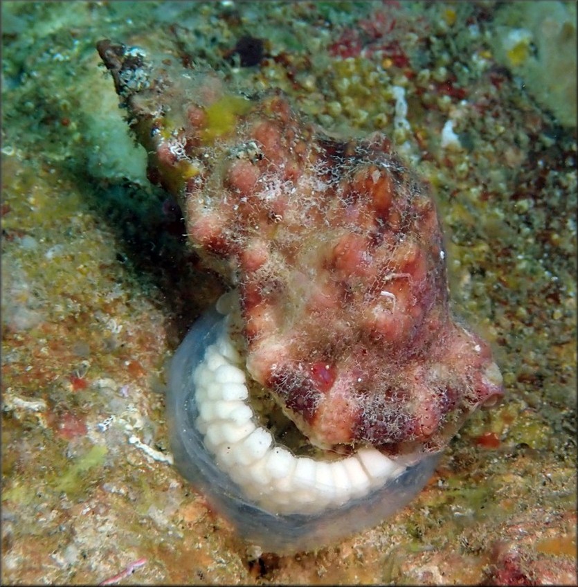 Dulcerana cubaniana (d'Orbigny, 1847) Granular Frogsnail With Eggs