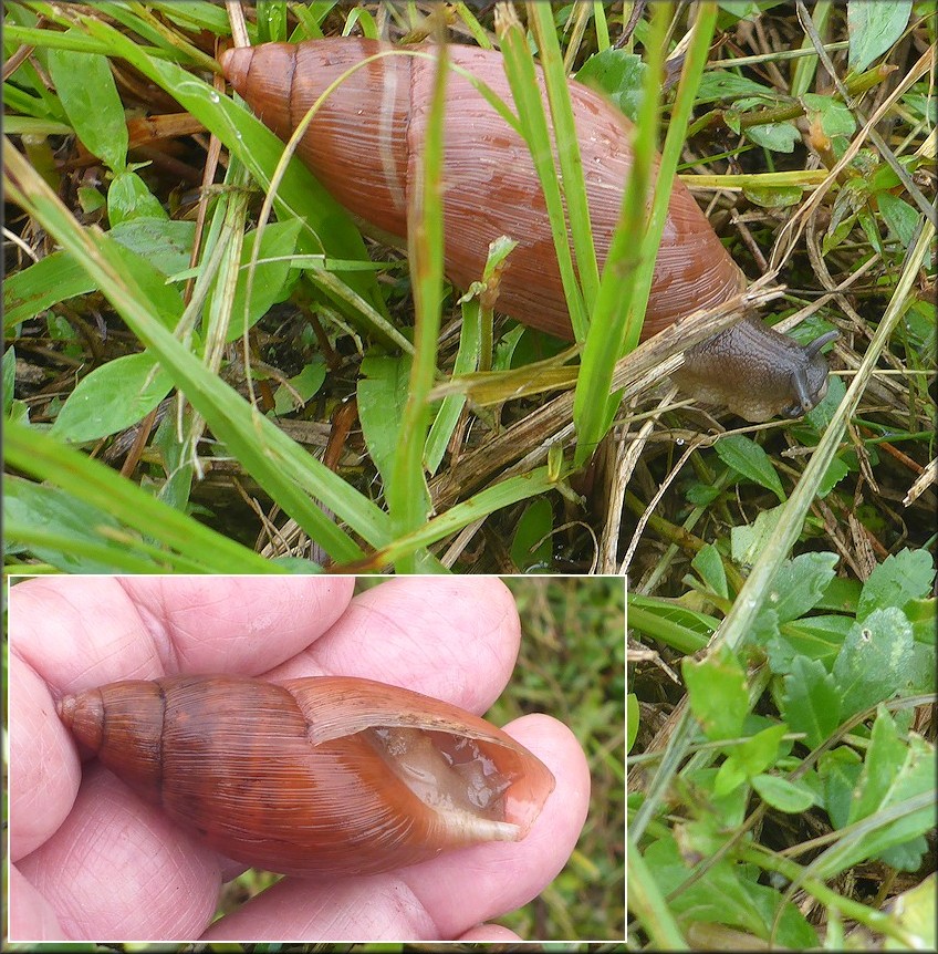 Euglandina rosea (Férussac, 1821) Rosy Wolfsnail In Situ