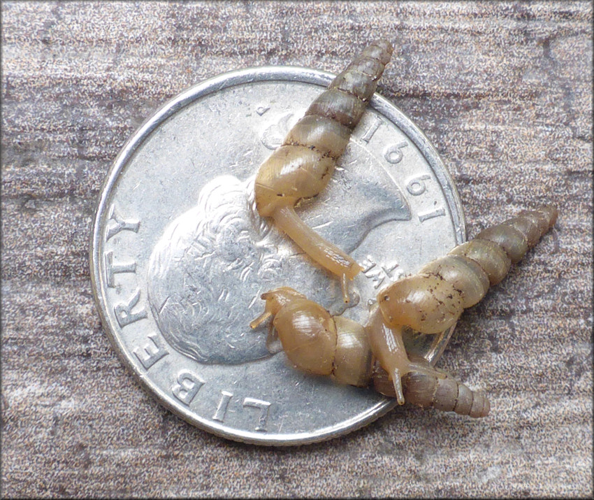 Subulina octona (Bruguire, 1792) Miniature Awlsnail