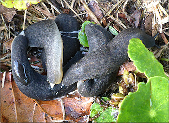 Belocaulus angustipes (Heynemann, 1885) Black-velvet Leatherleaf Mating