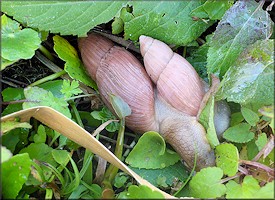 Euglandina rosea (Frussac, 1821) Mating