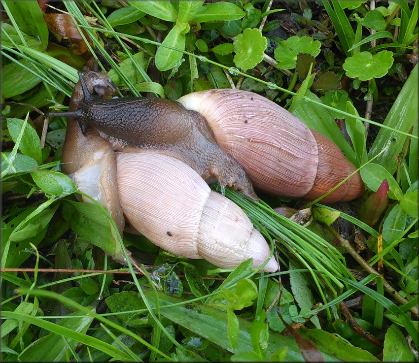 Euglandina rosea (Frussac, 1821) Mating