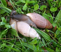 Euglandina rosea (Frussac, 1821) Mating