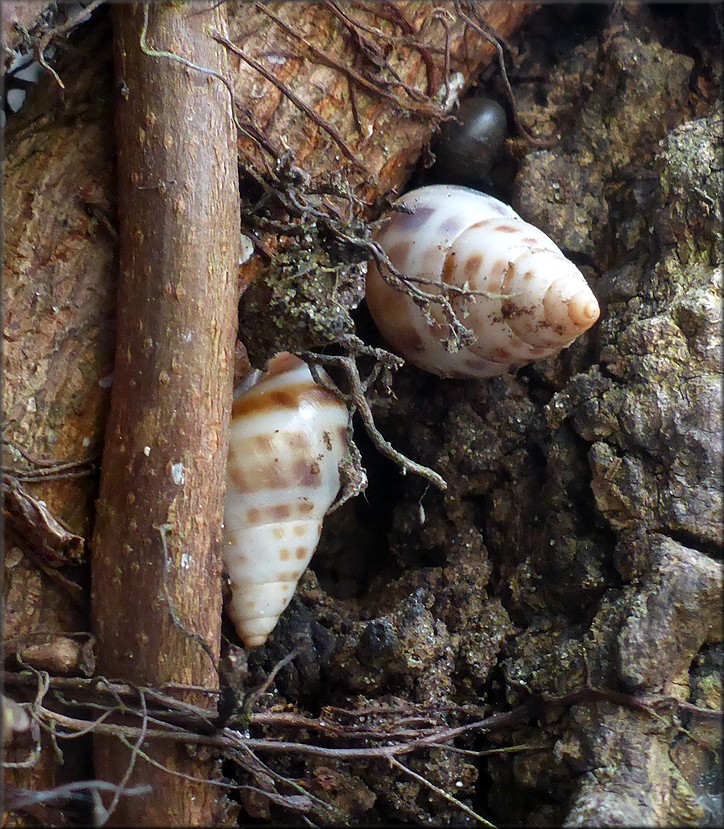 Drymaeus dormani (W. G. Binney, 1857) Manatee Treesnail In Situ