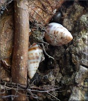 Drymaeus dormani (W. G. Binney, 1857) Manatee Treesnail In Situ