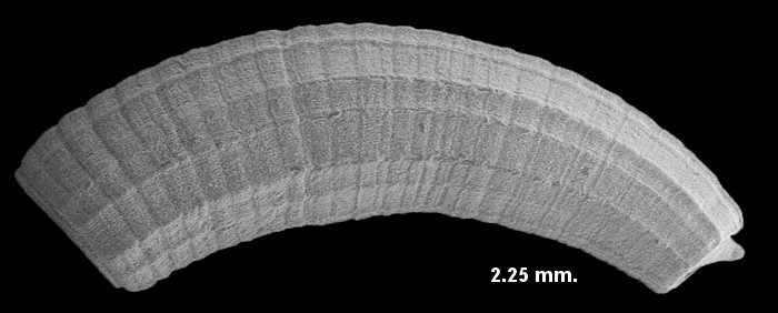 Caecum imbricatum Carpenter, 1858 Imbricate Caecum