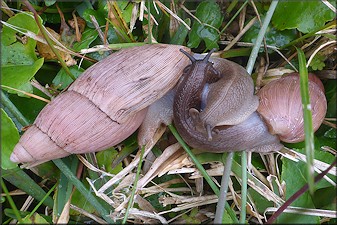 Euglandina rosea (Frussac, 1821) Mating In Situ