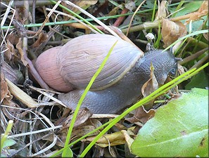 Euglandina rosea (Frussac, 1821) Rosy Wolfsnail In Situ