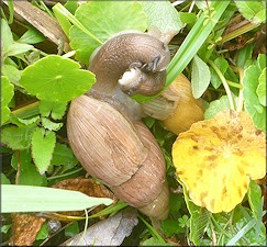 Euglandina rosea (Frussac, 1821) Mating In Situ