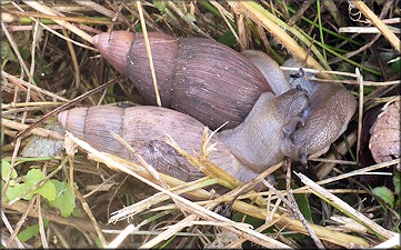 Euglandina rosea (Frussac, 1821) Mating In Situ