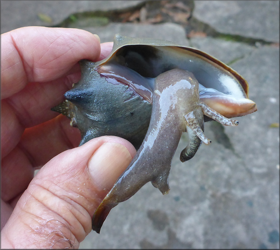 Strombus alatus Gmelin, 1791 Florida Fighting Conch Juvenile