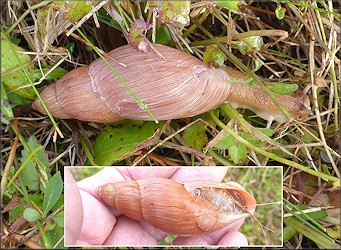 Euglandina rosea (Frussac, 1821) Rosy Wolfsnail In Situ