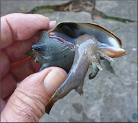 Strombus alatus Gmelin, 1791 Florida Fighting Conch Juvenile