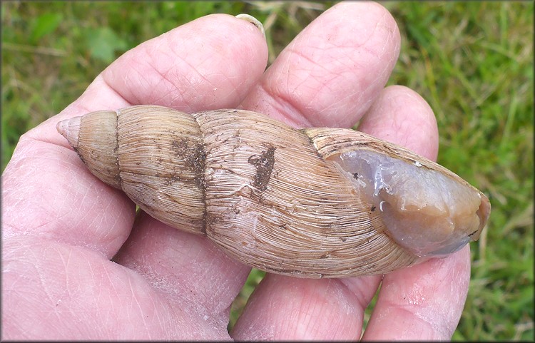 Euglandina rosea (Frussac, 1821) Rosy Wolfsnail - Very Large Specimen