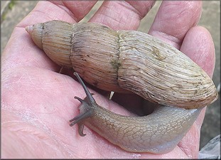 Euglandina rosea (Férussac, 1821) Rosy Wolfsnail - Very Large Specimen