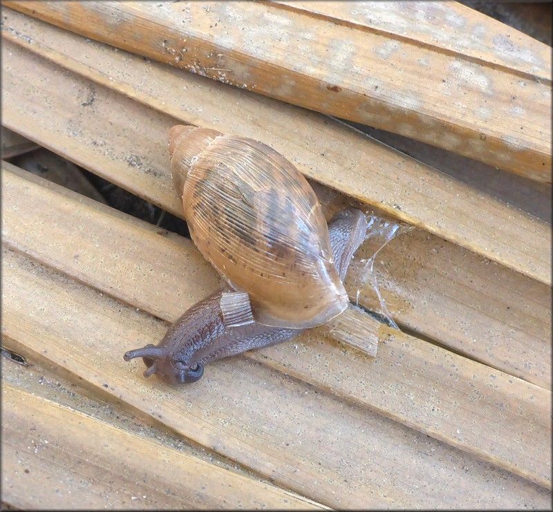 Euglandina rosea (Frussac, 1821) Juvenile In Situ