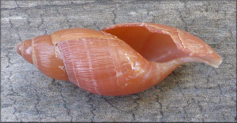 Euglandina rosea (Frussac, 1821) Damaged Shell