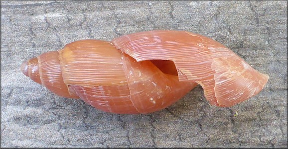 Euglandina rosea (Frussac, 1821) Damaged Shell