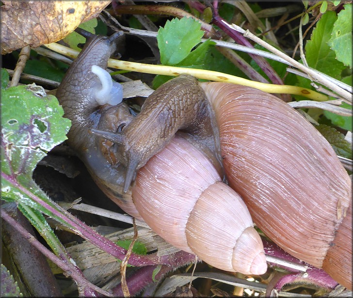 Euglandina rosea (Frussac, 1821) Mating