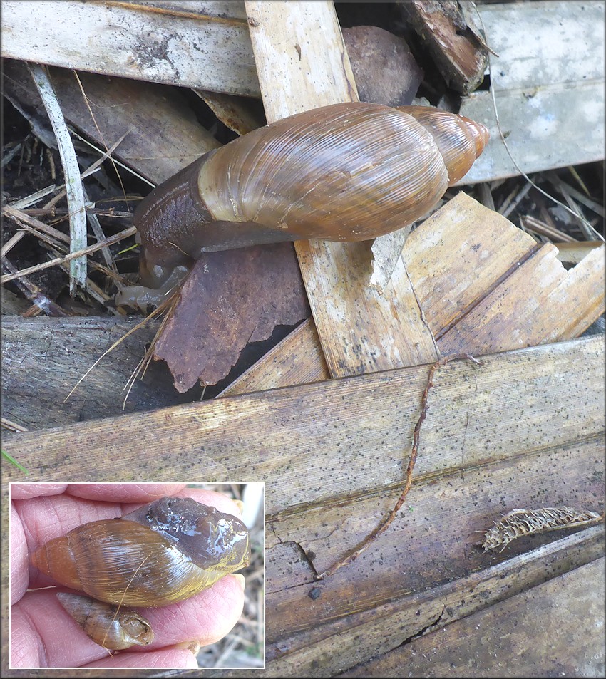 Euglandina rosea (Frussac, 1821) Attacking Bulimulus sporadicus