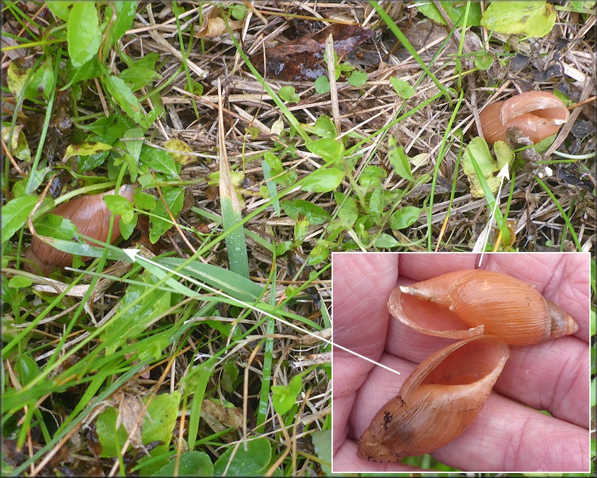 Euglandina rosea (Frussac, 1821) Probably The Victims Of Cannibalism