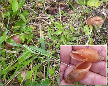 Euglandina rosea (Frussac, 1821) Probably The Victims Of Cannibalism