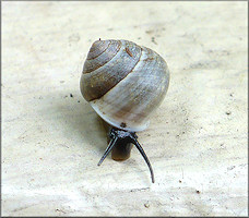 Helicina (Olygyra) orbiculata (Say, 1818) Globular Drop