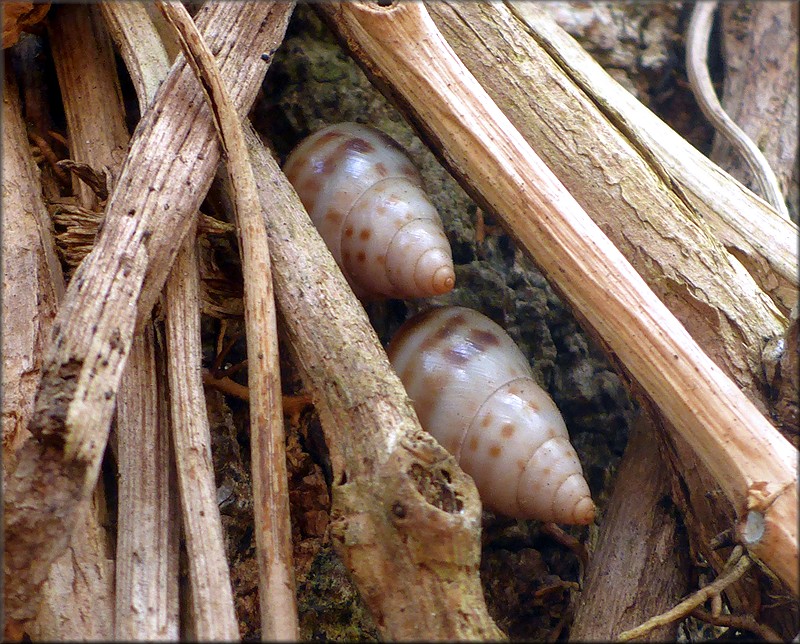 Drymaeus dormani (W. G. Binney, 1857) Manatee Treesnail In Situ