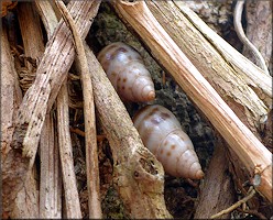 Drymaeus dormani (W. G. Binney, 1857) Manatee Treesnail In Situ