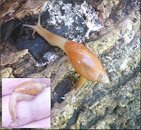 Euglandina rosea (Frussac, 1821) Juvenile In Situ