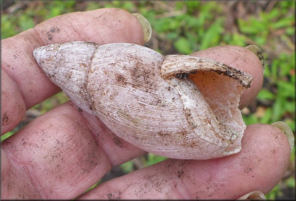 Euglandina rosea (Frussac, 1821) Predator Damage