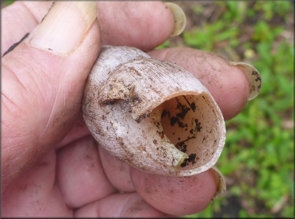 Euglandina rosea (Frussac, 1821) Predator Damage