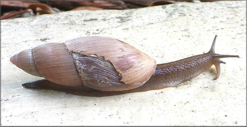 Euglandina rosea (Frussac, 1821) Predator Damage