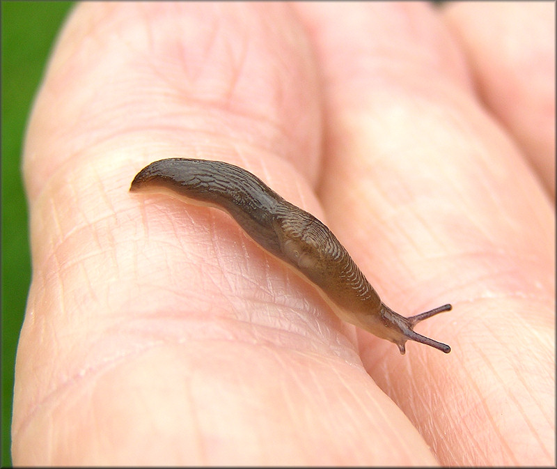 Deroceras laeve (Mller, 1774) Meadow Slug