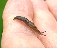 Deroceras laeve (Mller, 1774) Meadow Slug