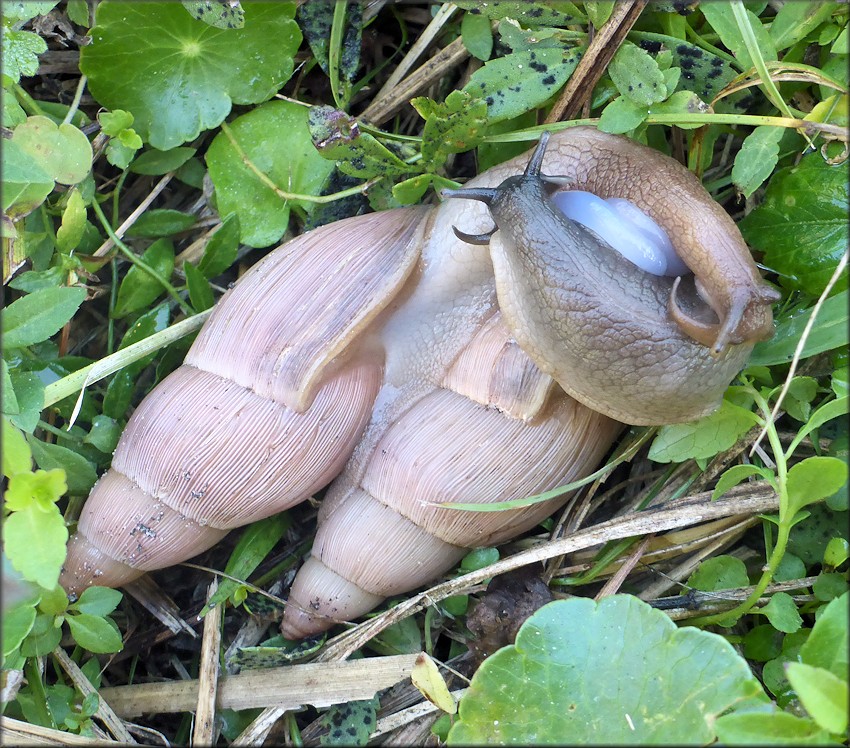Euglandina rosea (Frussac, 1821) Mating In Situ