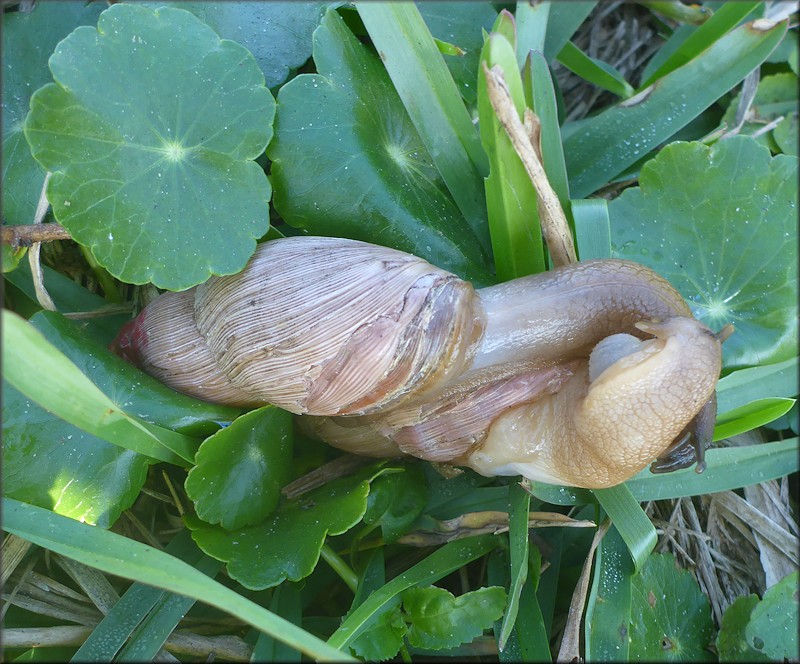 Euglandina rosea (Férussac, 1821) Mating In Situ