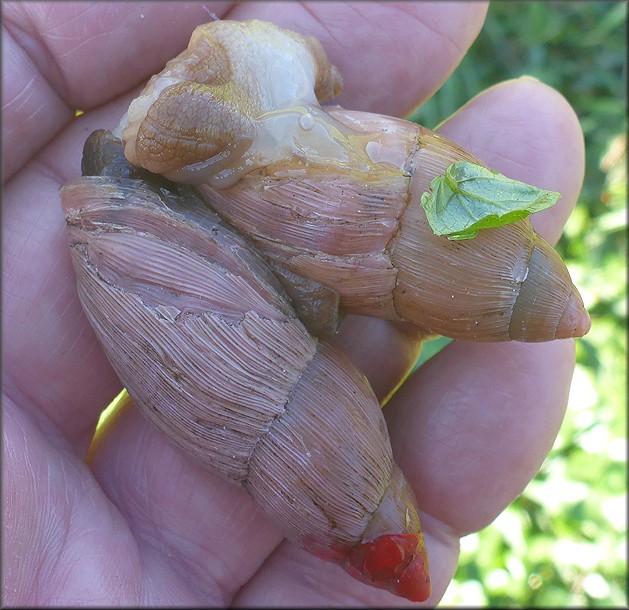 Euglandina rosea (Férussac, 1821) Mating In Situ