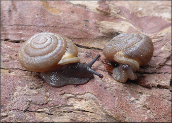 Triodopsis messana Hubricht, 1952 Pinhole Three-tooth