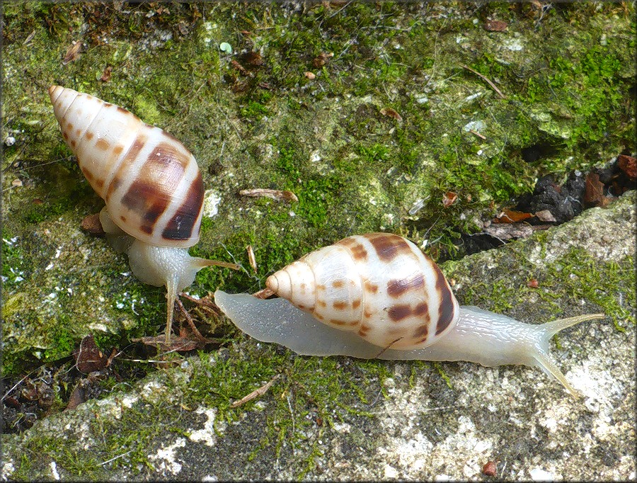 Drymaeus dormani (W. G. Binney, 1857) Manatee Treesnail