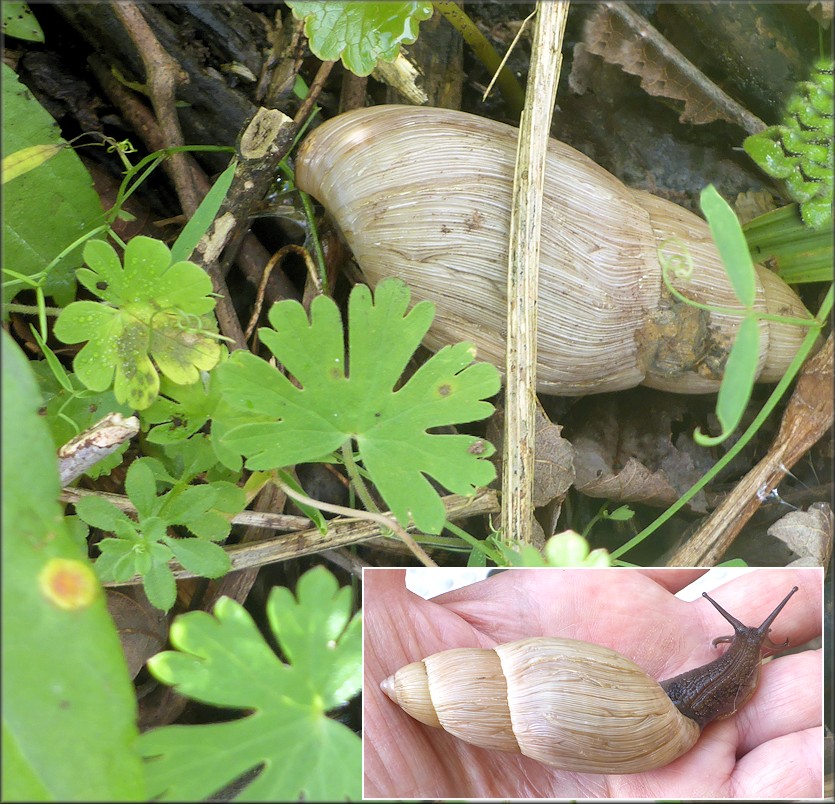 Euglandina rosea (Frussac, 1821) Rosy Wolfsnail In Situ